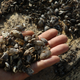 A man holding a handful of Zebra mussels found near Lake Ontario in Canada